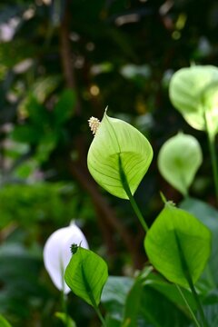 Spathiphyllum.  Araceae house plants. Prized for the beautiful harmony between its green leaves, white spathes, and rod-shaped flowers (Spadix).