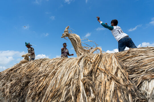 Munshiganj, Bangladesh - 14 August 2026: View of workers loading raw jute fibers onto boats under a bright blue sky.
