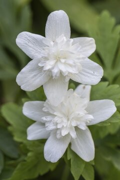Double-flowered wood anemone (Anemone nemorosa Plena), Emsland, Lower Saxony, Germany