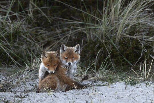 The sun has set and the red fox cubs (Vulpes vulpes) are slowly settling down, the missing sibling will also return from its excursion in a few minutes, rearing cubs, animal cubs, cute, playful, wrestling, May, Denmark
