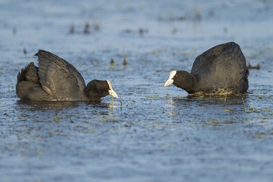 Coot (Fulica atra), fighting, courtship, Lake D&uuml;mmer, H&uuml;de, Lower Saxony, Germany