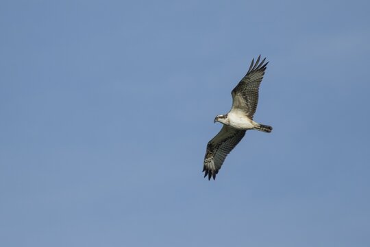 Osprey (Pandion haliaetus) adult raptor bird of prey in flight, England, United Kingdom