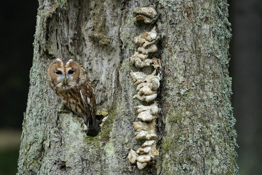 Tawny owl (Strix aluco), in a tree cavity, Czech Republic