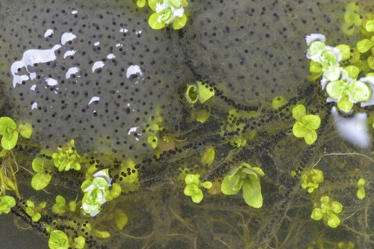 Bufo bufo, common frog, common toad, common toad, Common Frog, rana temporaria, amphibians, amphibians, frog, frog, frogs, spawn balls, spawning line, spawning lines, amphibians, spawn
