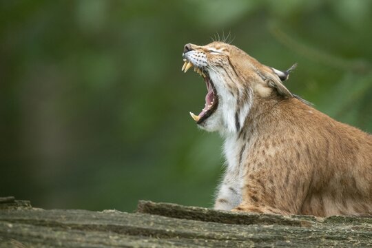 Portrait of a lynx (Lynx lynx), open mouth, teeth, Haltern, North Rhine-Westphalia, Germany