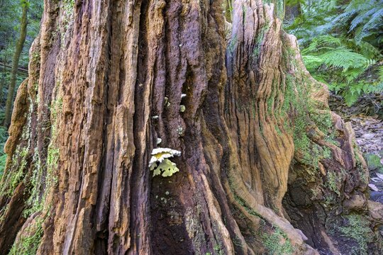 Tree stump, Barranco de la Galga, La Galga, La Palma, Spain
