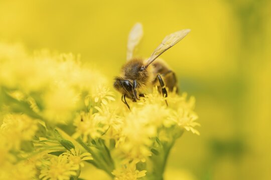 European honey bee (Apis mellifera) adult insect feeding on a garden yellow Golden rod flower in summer, England, United Kingdom