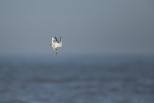 Common tern (Sterna hirundo) adult bird diving in flight towards the sea in the summer, England, United Kingdom