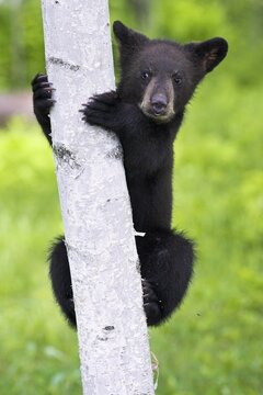 American Black Bear (Ursus americanus), Minnesota, USA. A young black bear looks on curiously as it climbs a birch tree