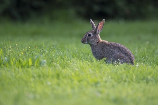 European rabbit (Oryctolagus cuniculus) in a meadow, attentive, pointed ears, Lower Saxony, Germany