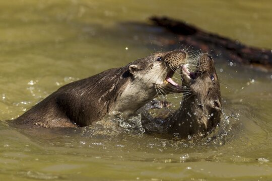 Two otters biting each other in the water during a fight, European otter (Lutra lutra), Germany
