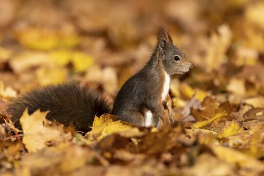 Eurasian red squirrel (Sciurus vulgaris) foraging for food, Germany