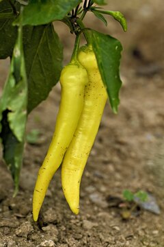 Fruits of the &lsquo;Sweet Banana' chilli (Capsicum annuum), Canton of Aargau, Switzerland