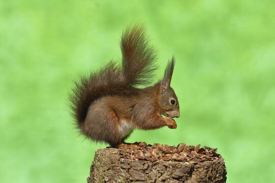 Eurasian red squirrel (Sciurus vulgaris), on a tree stump with the remains of a spruce cone, wildlife, Wilden, North Rhine-Westphalia, Germany