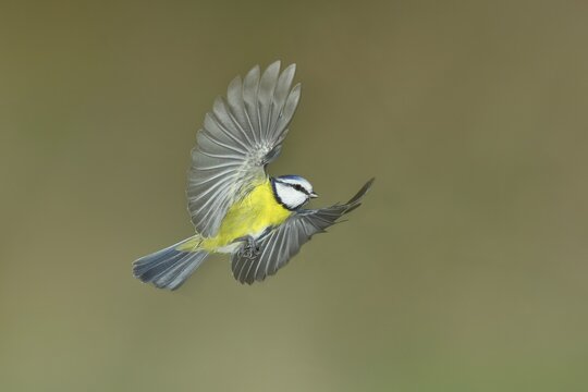 Blue tit (Parus caeruleus) in flight, flight photo, North Rhine-Westphalia, Germany