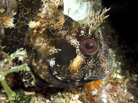 Close-up of a fish with a distinctive eye, Tompot blenny (Parablennius gattorugine), camouflaged in the reef. Dive site Muzil, Stoja, Pula, Croatia, Mediterranean Sea