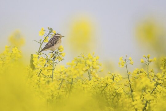 Whinchat (Saxicola rubetra), female, sitting on rape blossom (Brassica napus)