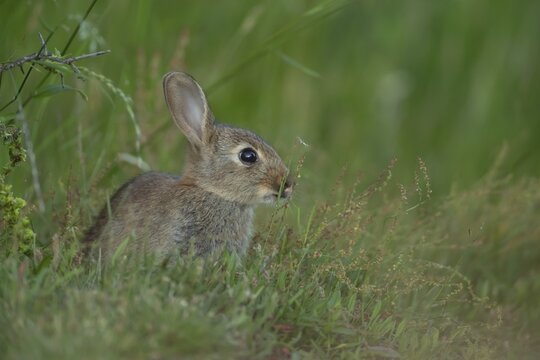 Rabbit (Oryctolagus cuniculus) juvenile baby animal on grassland, Suffolk, England, United Kingdom