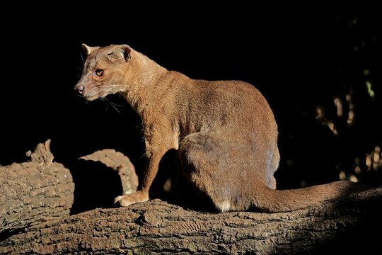 Fossa (Cryptoprocta ferox), ferret cat, adult, sitting, on tree trunk, alert, captive, Madagascar