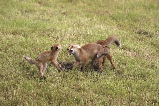 Red fox (Vulpes vulpes) independent young foxes quarrelling on mown meadow, clear size difference to be seen, Allg&auml;u, Bavaria, Germany