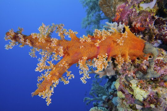 Hemprichs tree coral (Dendronephthya hemprichi), Daedalus reef dive site, Egypt, Red Sea