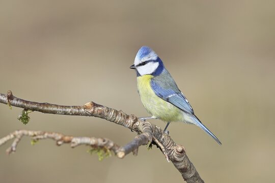 Blue tit (Parus caeruleus), sitting on a branch, Wilnsdorf, North Rhine-Westphalia, Germany