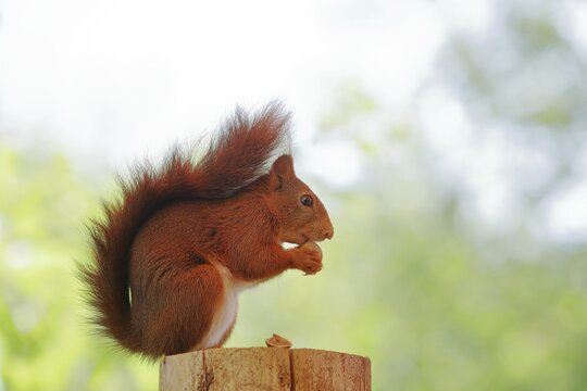 Eurasian red squirrel (Sciurus vulgaris), sitting on a tree stump and eating hazelnut, Wildlife, North Rhine-Westphalia, Germany