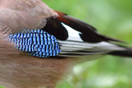 Eurasian jay (Garrulus glandarius), detail of the typical blue feathers, Solms, Hesse, Germany