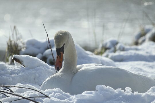 Mute Swan (Cygnus olor) on the nest in the snow, Allg&auml;u, Bavaria, Germany