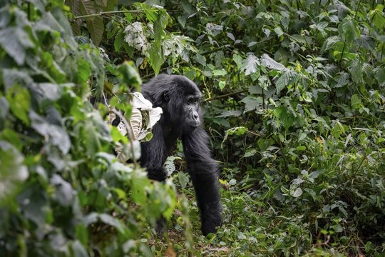 Mountain gorilla (Gorilla berengei berengei), Bwindi Impenetrable National Park, Uganda