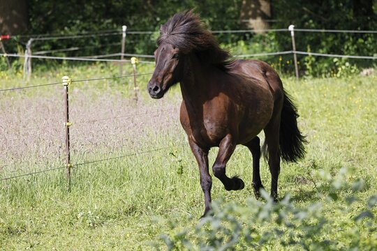 Icelandic horse (Equus islandicus), gelding trotting across meadow, Schleswig-Holstein, Germany