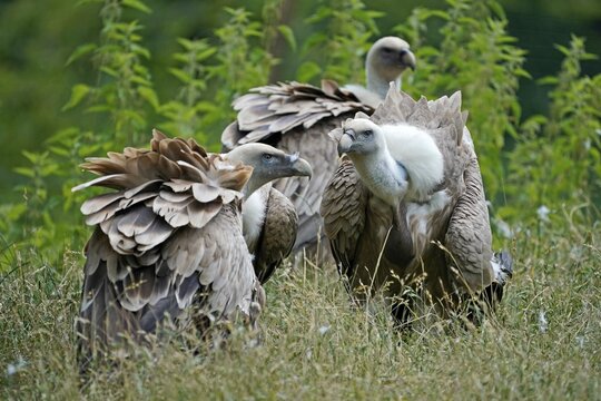 Griffon vulture (Gyps fulvus) sitting in a meadow, France