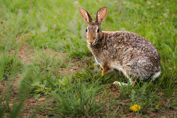 Eastern cottontail rabbit (Sylvilagus floridanus) standing in green grass at Long Point, Ontario, Canada. Cute wild hare in its natural habitat. © Teresa