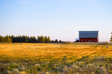red barn in a field of wheat © AJB