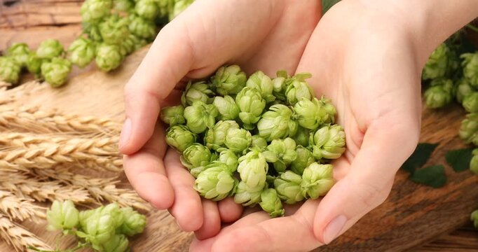 Woman with fresh green hop cones at wooden table, closeup