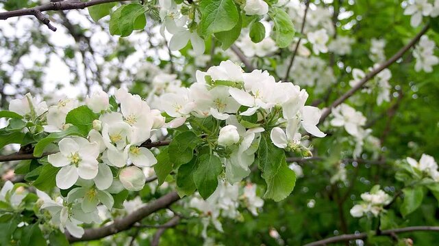 Close up of white apple blossoms on Malus tree branch gently swaying in breeze. Beautiful spring nature scene with green leaves and soft blurred background. slow motion footage.