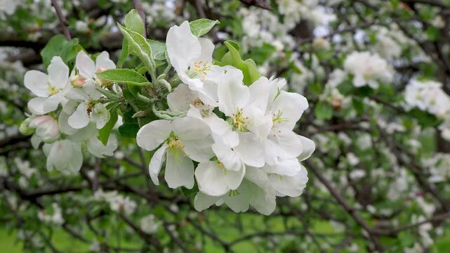 Closeup of white apple blossoms on Malus tree branch gently swaying in wind. Beautiful spring nature scene with green leaves and soft blurred background. 4K footage.
