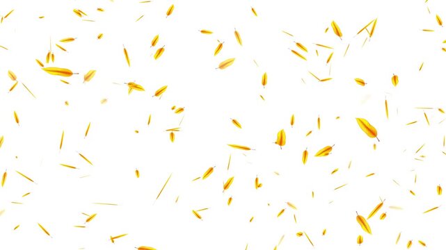 Yellow tree leaves filing on transparent background. Pink cherry petals flying. Japanese cherry blossom and petals isolated motion 4k stock video.