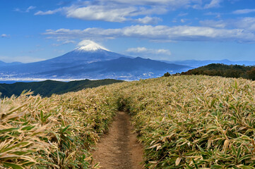 伊豆半島の伊豆山稜線歩道　達磨山の笹原の登山道の先に聳える真冬の富士山  © Green Cap 55
