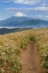 伊豆半島の伊豆山稜線歩道　達磨山の笹原の登山道の先に聳える真冬の富士山  © Green Cap 55