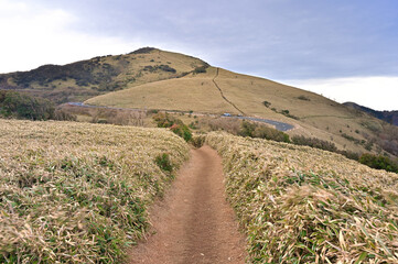伊豆半島の伊豆山稜線歩道　小達磨山の草原の縦走路の先に達磨山  © Green Cap 55