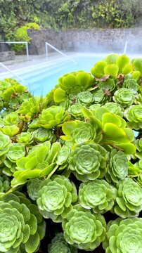 Aeonium succulent rosettes with raindrops on leaves. Vertical Video