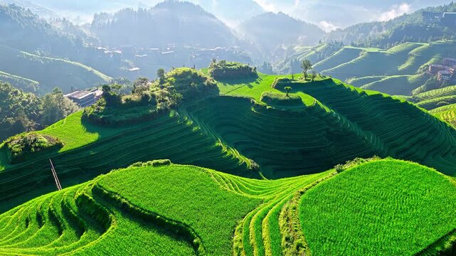 Lush green rice terraces cascade down hillsides under morning light at Longji in Guilin, showing breathtaking rural landscape.