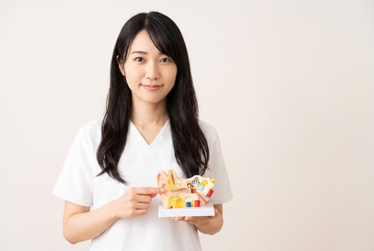 耳の構造模型を指さして説明する白衣の日本人女性医療スタッフ