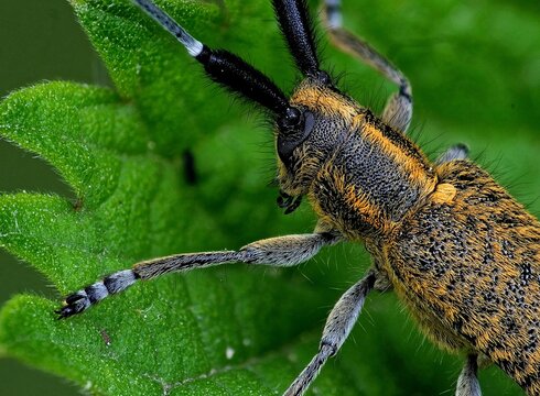 Saperda Scalaris Ultra Macro