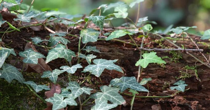  Macro - Ivy in autumn in a forest.