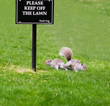 Two Squirrels Playing on the Grass Beneath a Keep Off the Lawn Sign