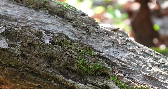 Macro - Tree trunk in autumn in a forest.