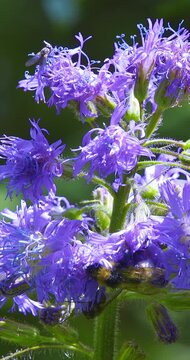 Macro - A bumblebee and a butterfly on a lilac flowe