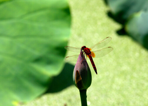 Red Dragonfly Resting on a Lotus Bud